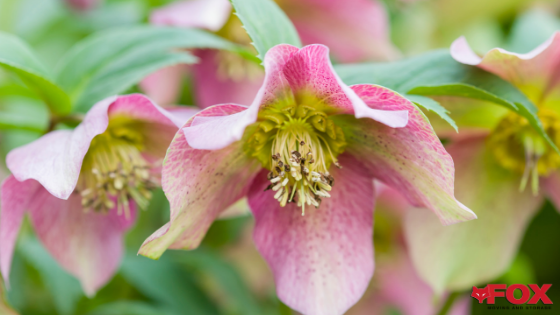 chattanooga flower festivals