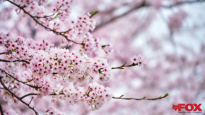 dogwood tree