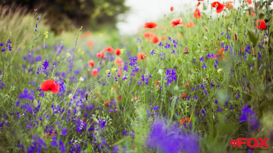 chattanooga flower festivals